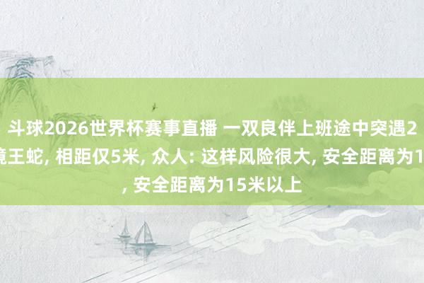 斗球2026世界杯赛事直播 一双良伴上班途中突遇2米长眼镜王蛇, 相距仅5米, 众人: 这样风险很大, 安全距离为15米以上